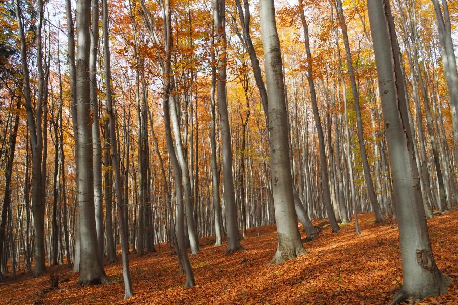 Bělokarpatské bloudění