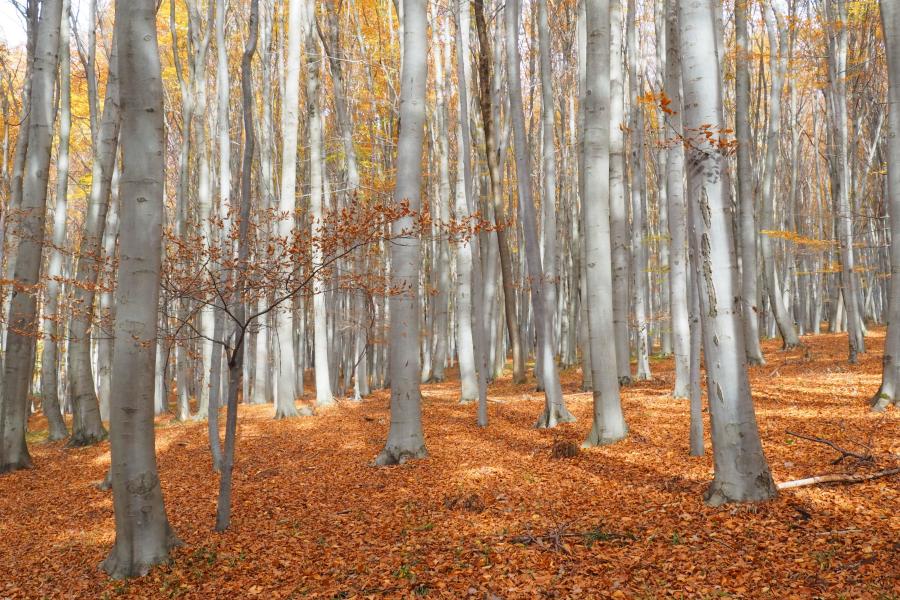 Bělokarpatské bloudění