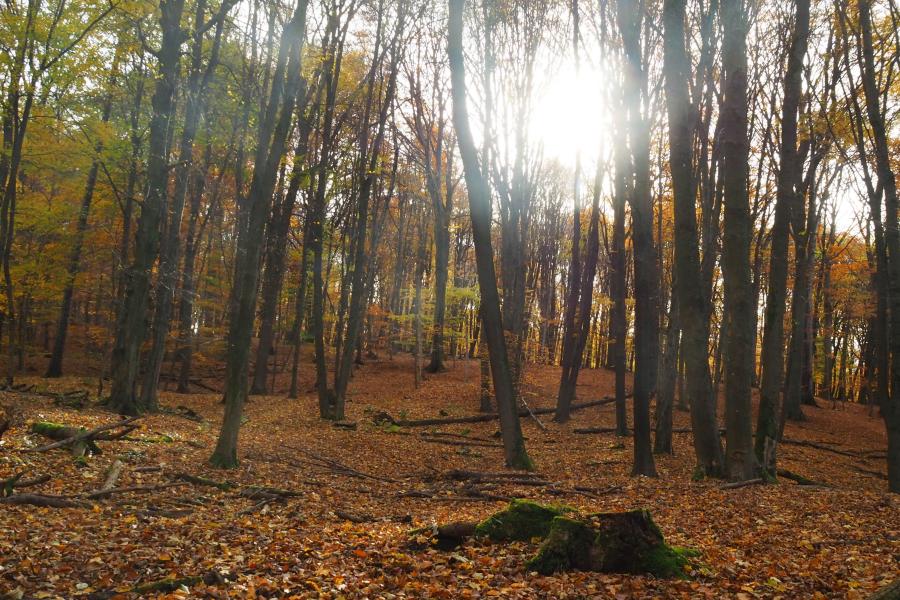 Bělokarpatské bloudění