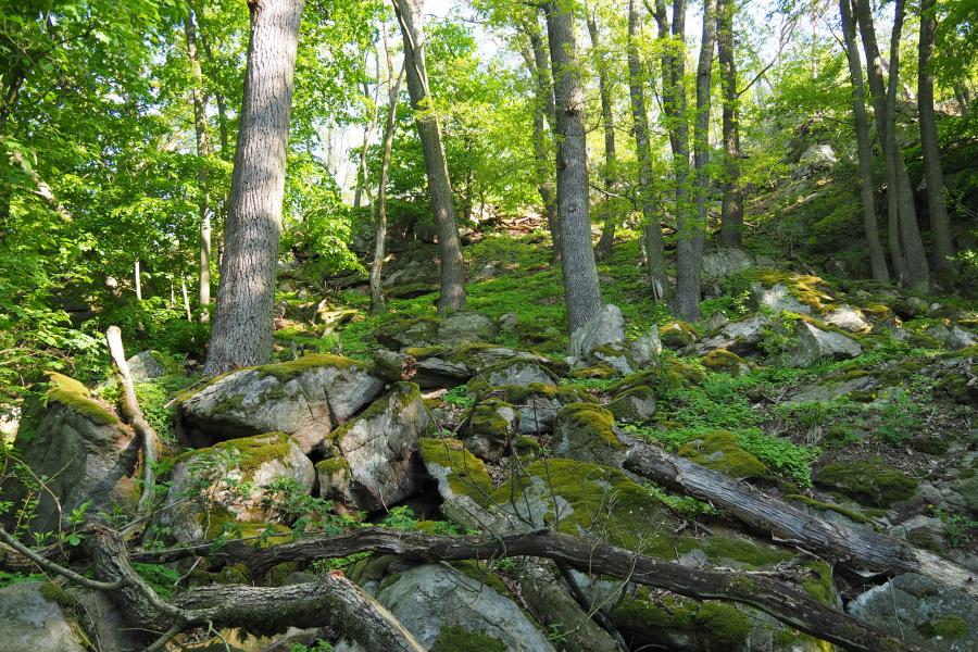 K pramenům řeky Rokytné IV.