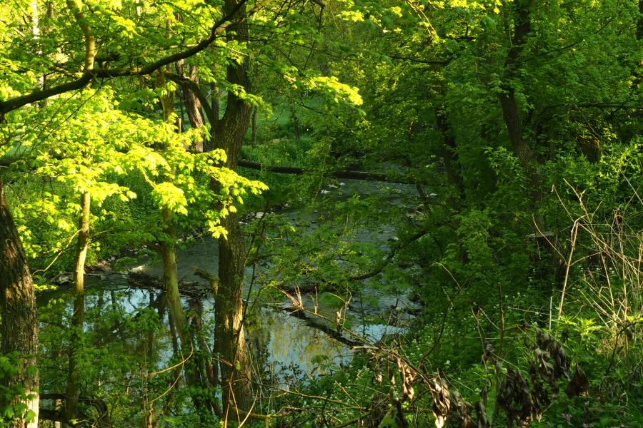 K pramenům řeky Rokytné IV.