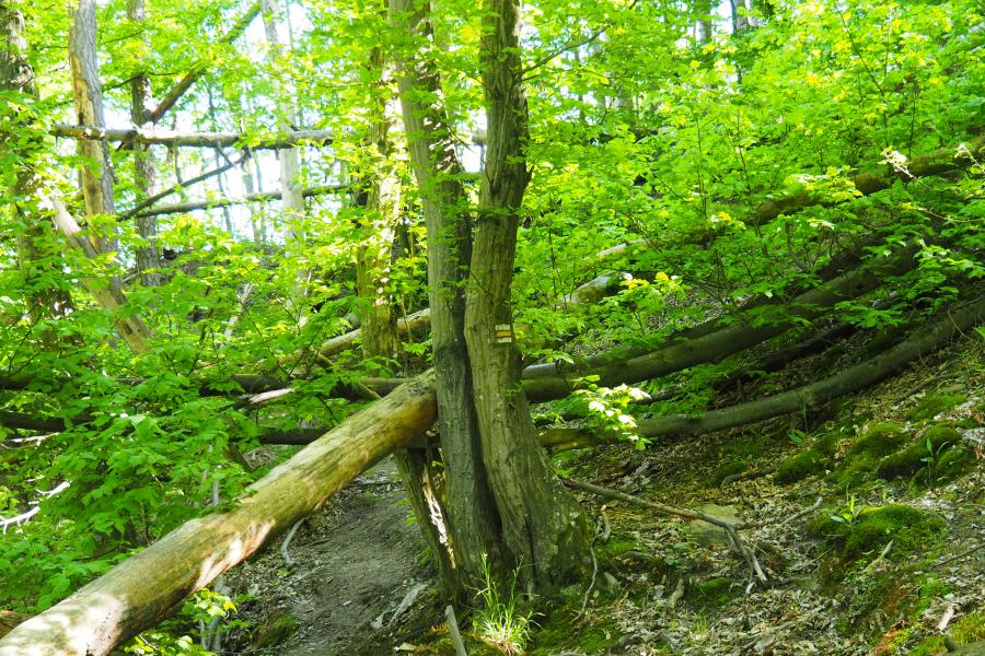 K pramenům řeky Rokytné IV.