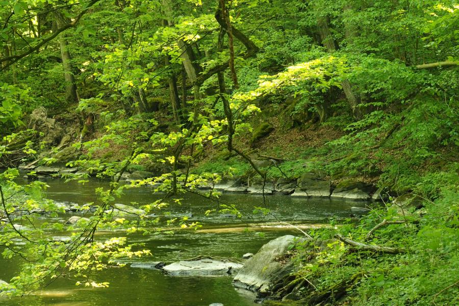 K pramenům řeky Rokytné IV.