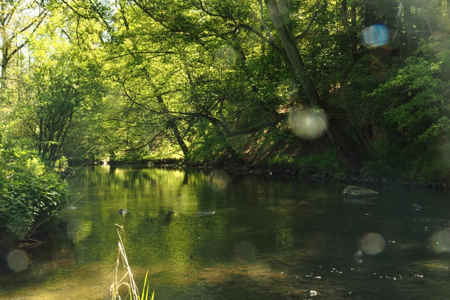 K pramenům řeky Rokytné IV.