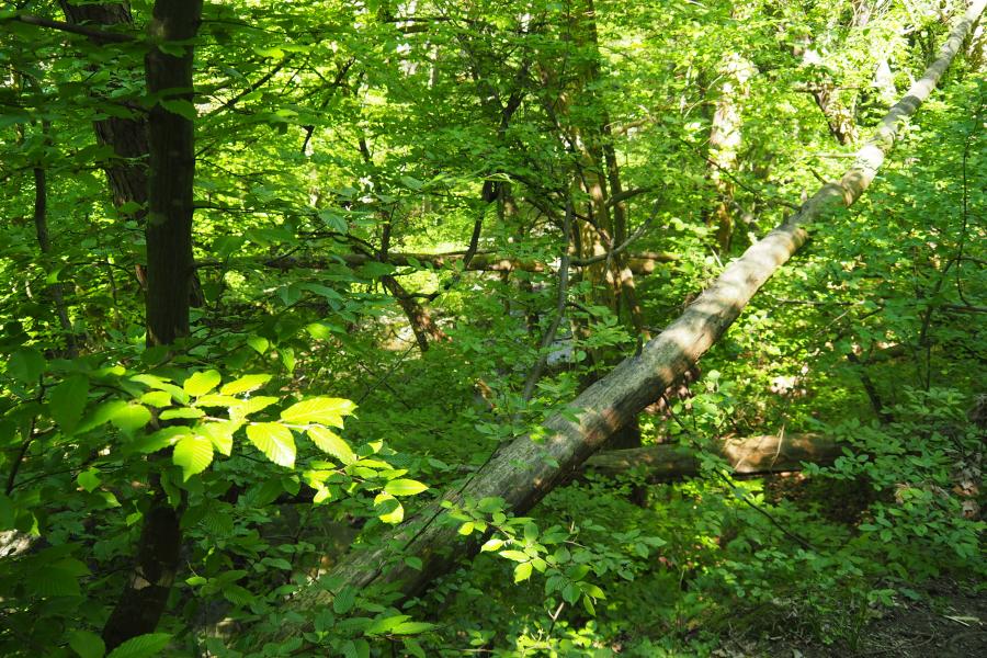 K pramenům řeky Rokytné IV.