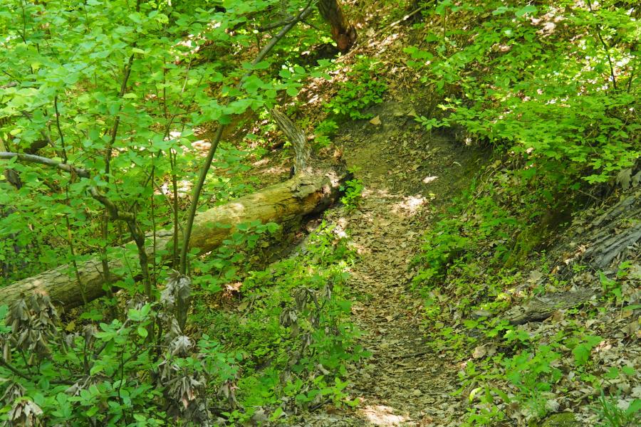 K pramenům řeky Rokytné IV.